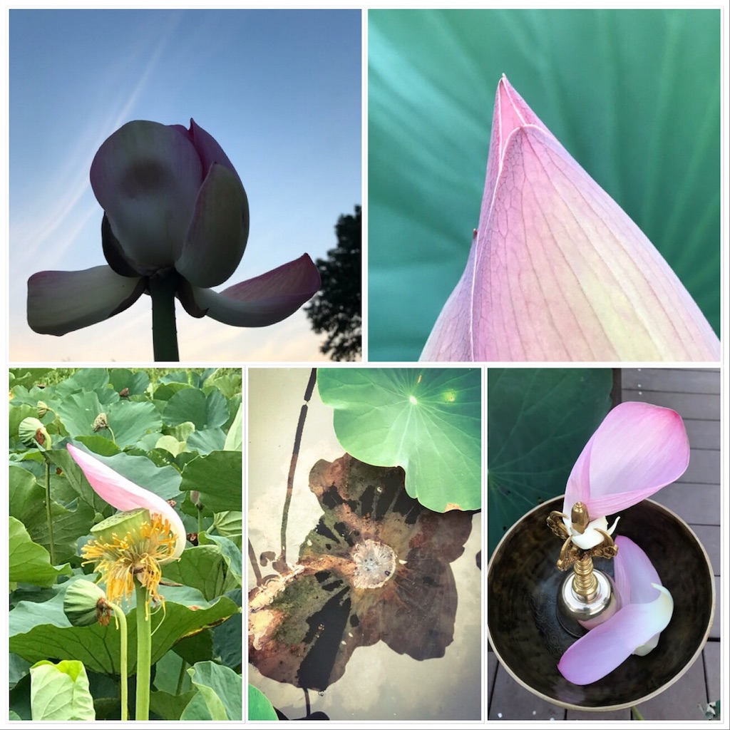 f:id:dragontone:20180813085715j:image