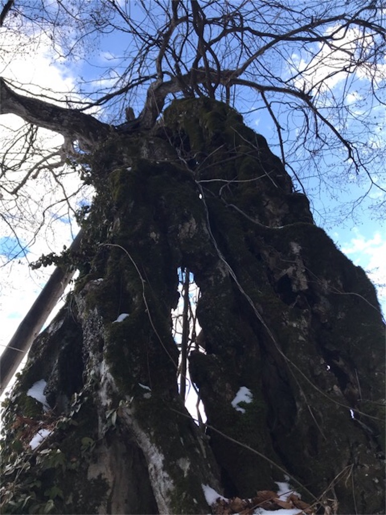 f:id:dragontone:20190110233906j:image