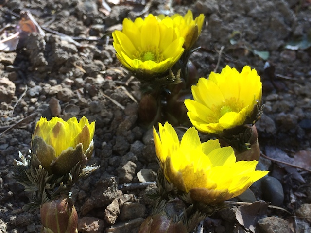 f:id:dragontone:20190221221814j:plain