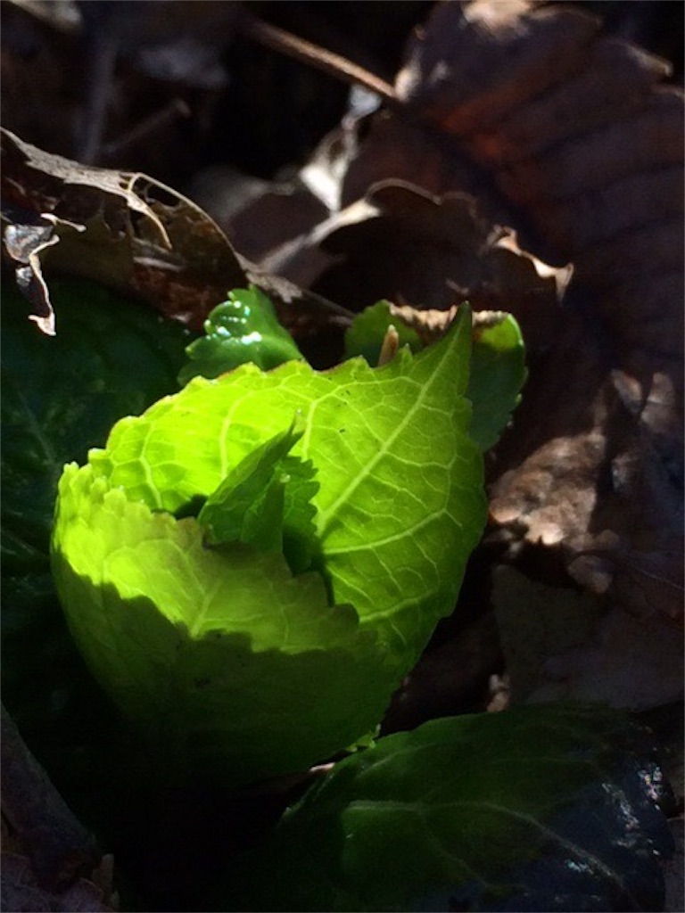 f:id:dragontone:20190308184010j:image f:id:dragontone:20190308184010j:image