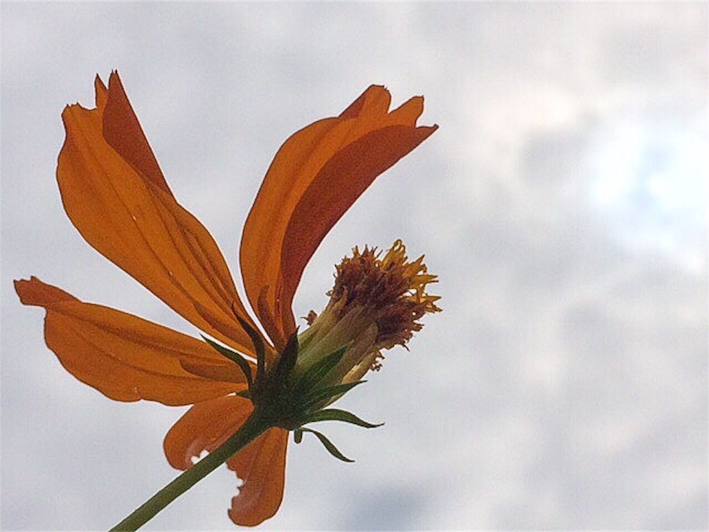 f:id:dragontone:20190921002339j:image f:id:dragontone:20190921002339j:image