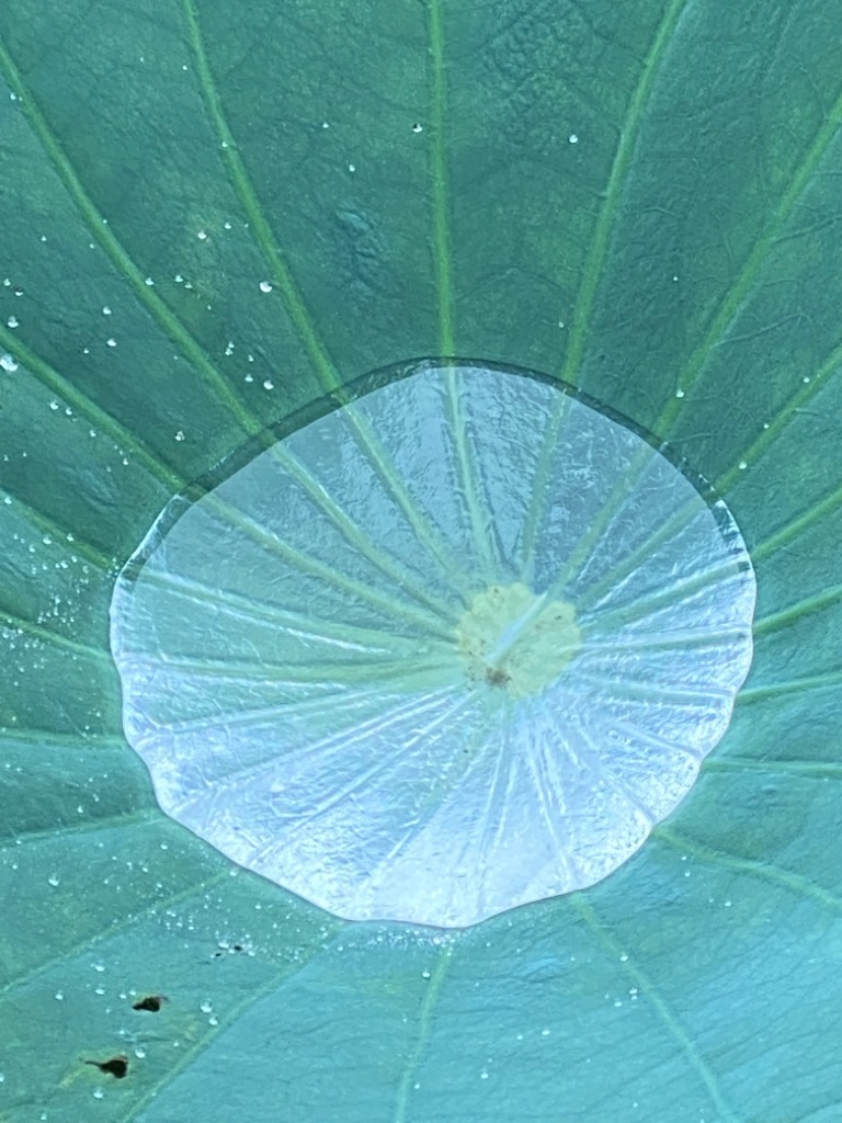 f:id:dragontone:20200722074717j:image