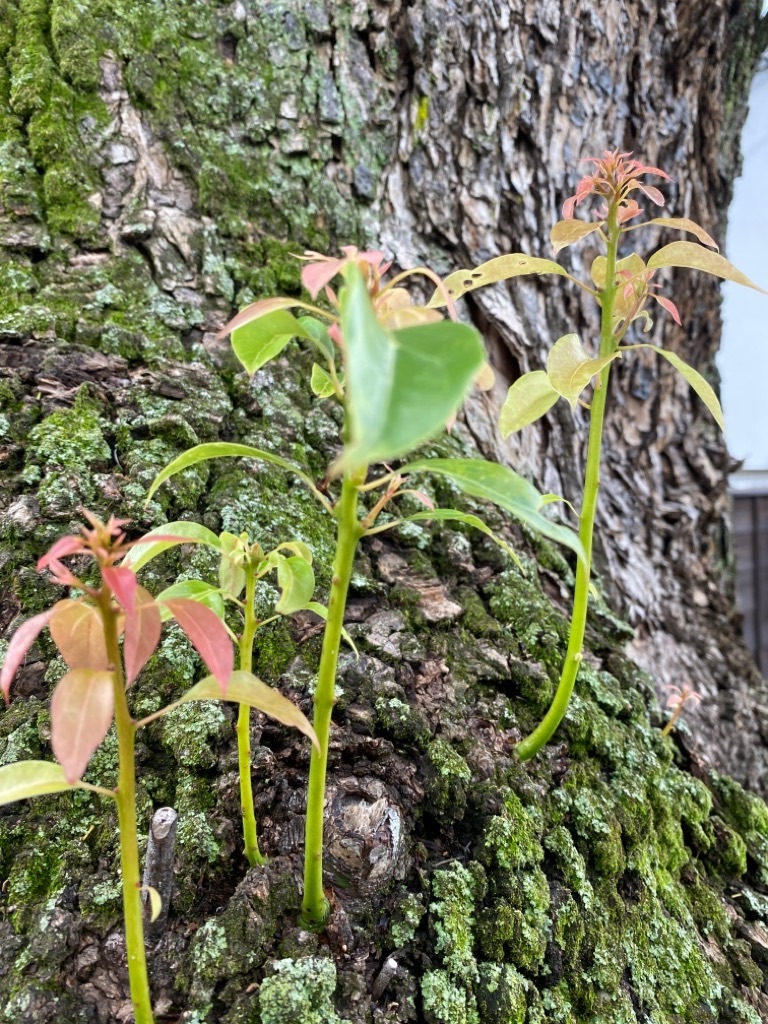 f:id:dragontone:20210707003313j:image f:id:dragontone:20210707003313j:image