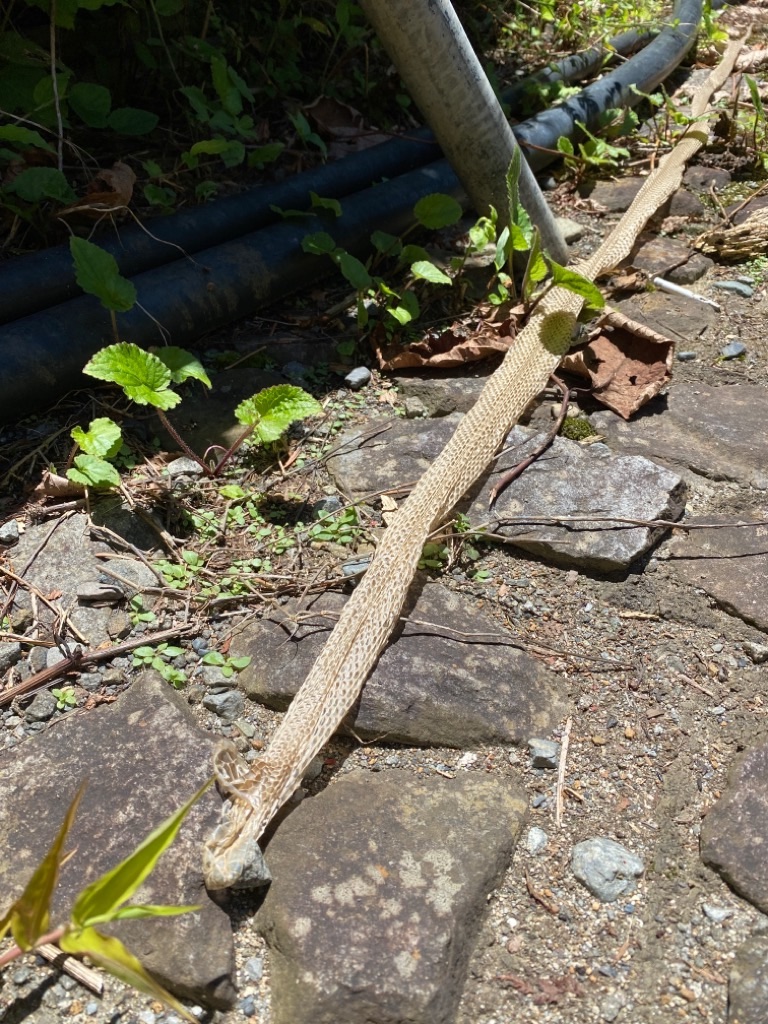 f:id:dragontone:20210718114909j:image f:id:dragontone:20210718114909j:image