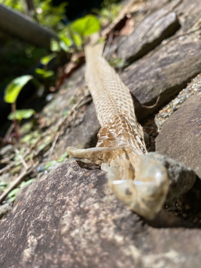 f:id:dragontone:20210718114914j:image f:id:dragontone:20210718114914j:image