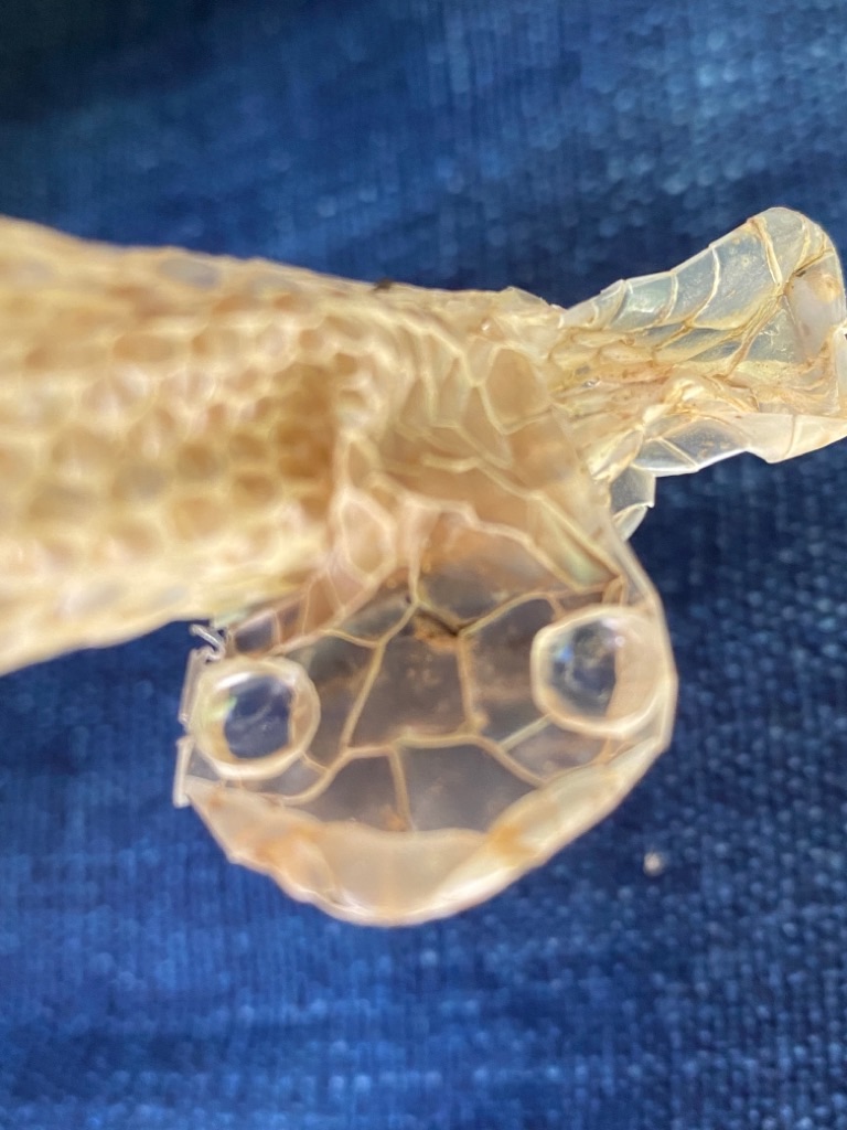 f:id:dragontone:20210718114939j:image f:id:dragontone:20210718114939j:image