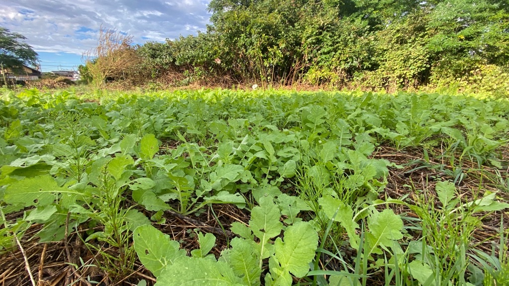 f:id:dragontone:20211026180208j:image f:id:dragontone:20211026180208j:image