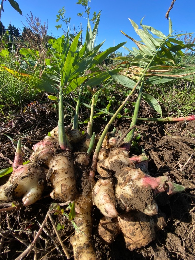 f:id:dragontone:20211026180215j:image f:id:dragontone:20211026180215j:image