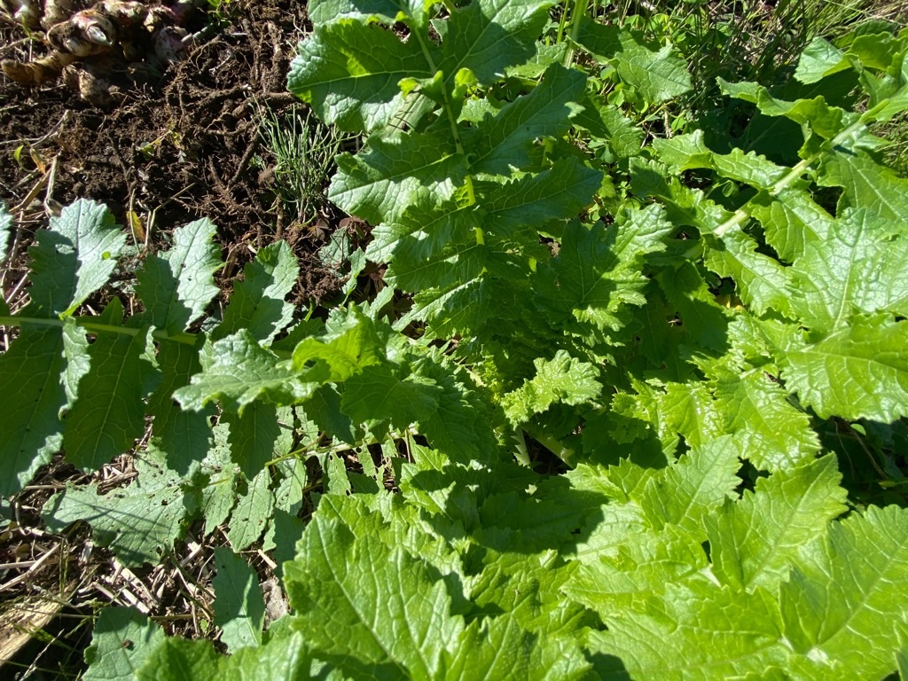 f:id:dragontone:20211026180221j:image f:id:dragontone:20211026180221j:image