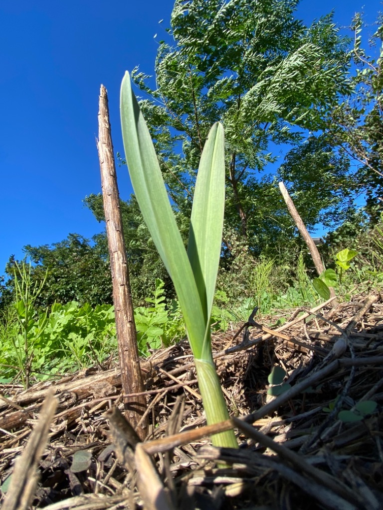 f:id:dragontone:20211026180223j:image f:id:dragontone:20211026180223j:image