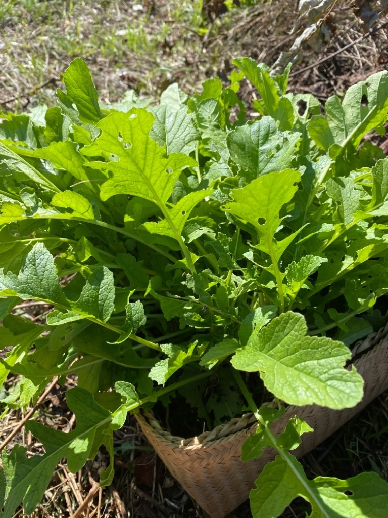 f:id:dragontone:20211026180226j:image f:id:dragontone:20211026180226j:image