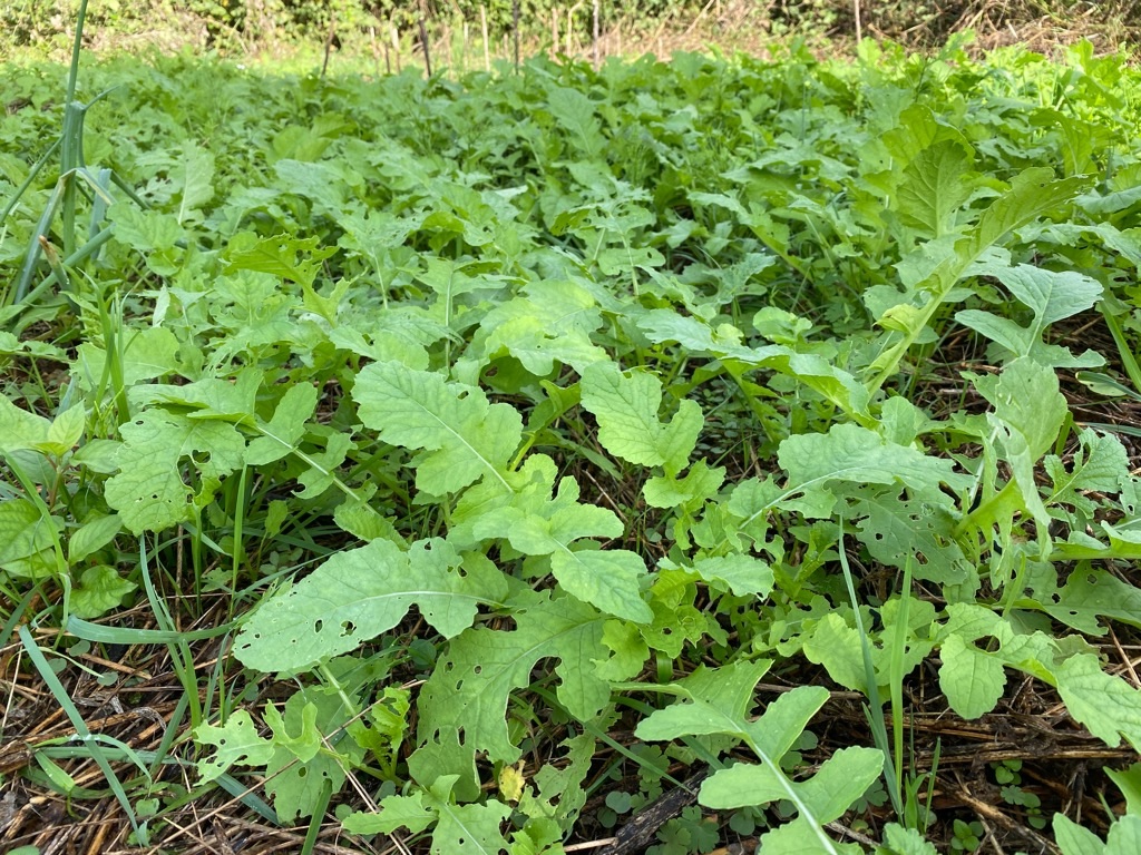 f:id:dragontone:20211026180228j:image f:id:dragontone:20211026180228j:image