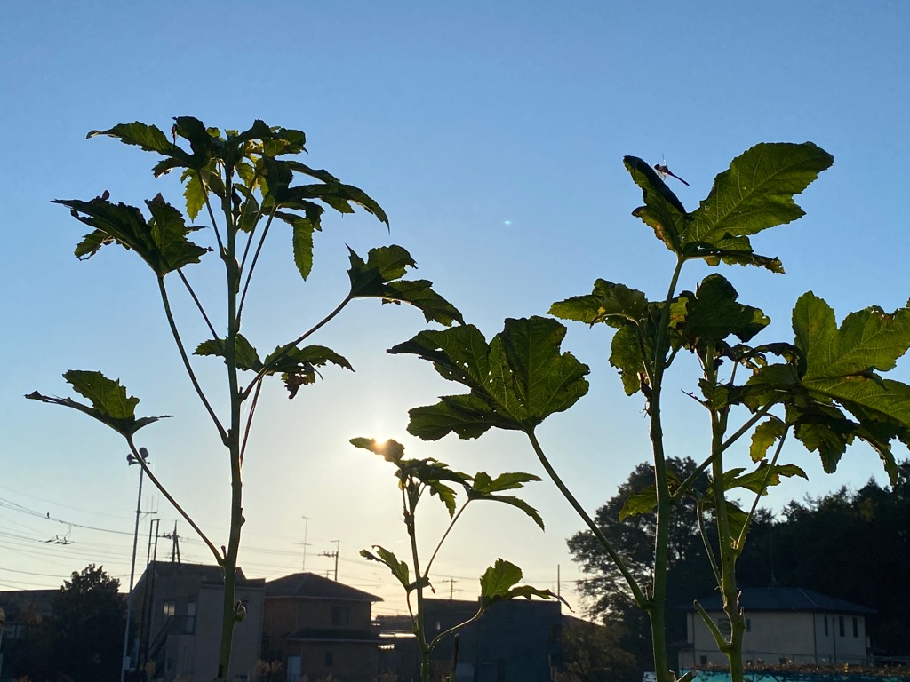 f:id:dragontone:20211107082845j:plain