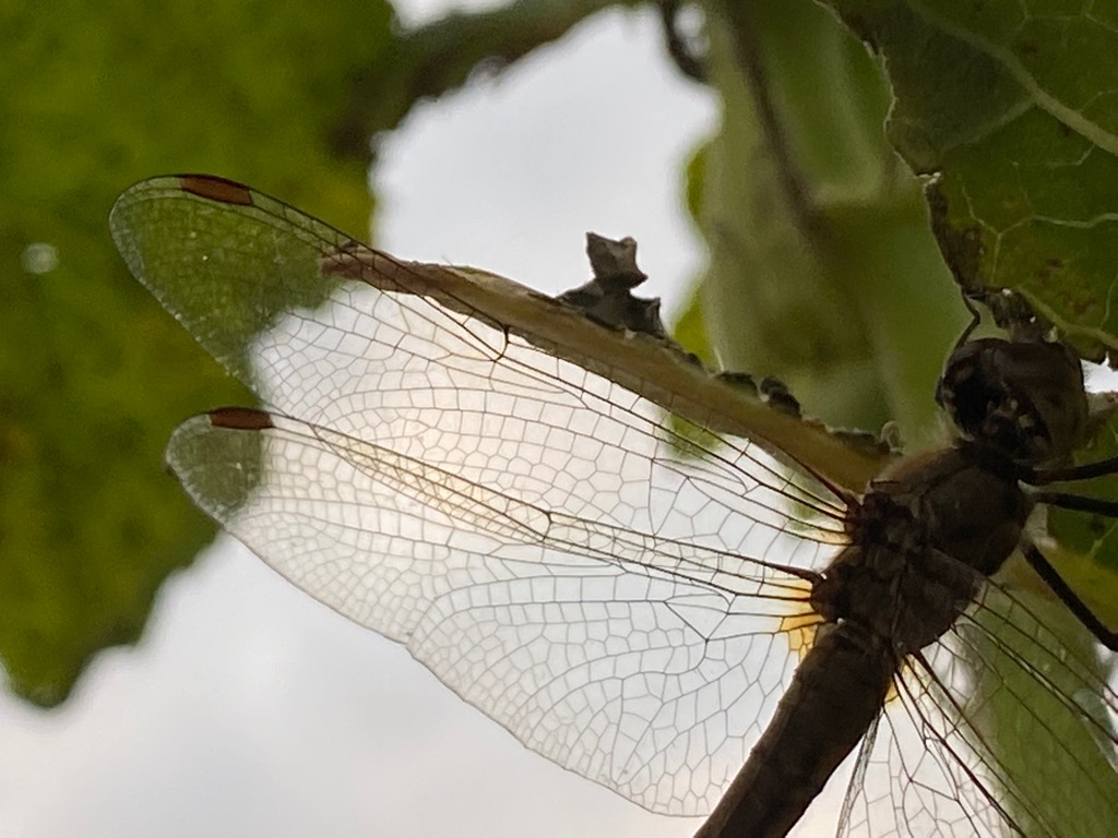 f:id:dragontone:20211107082904j:plain