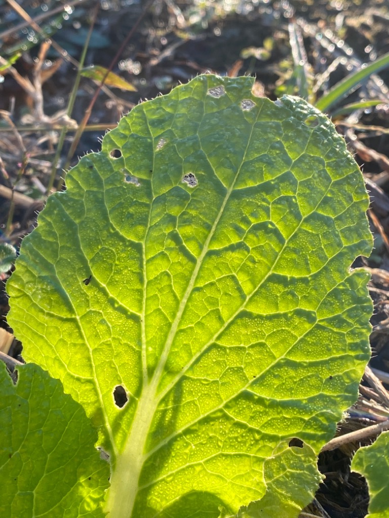 f:id:dragontone:20211107082920j:plain