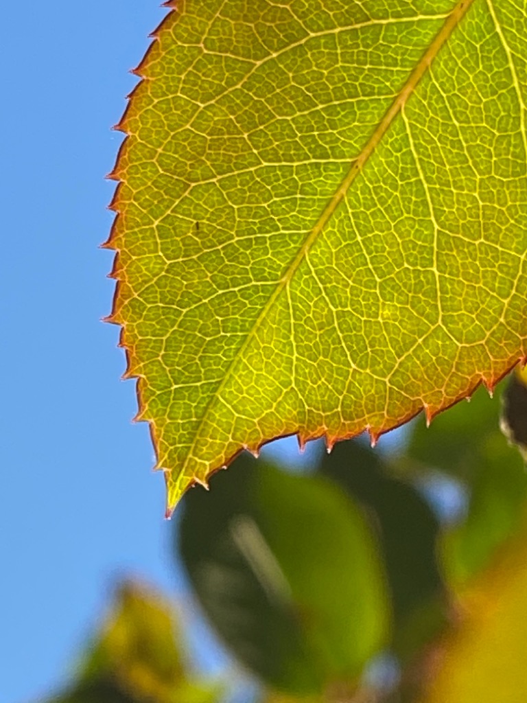 f:id:dragontone:20211107082941j:plain