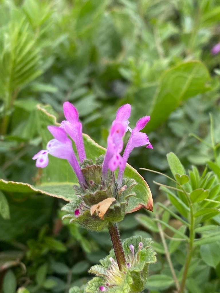 f:id:dragontone:20220314075022j:image f:id:dragontone:20220314075022j:image