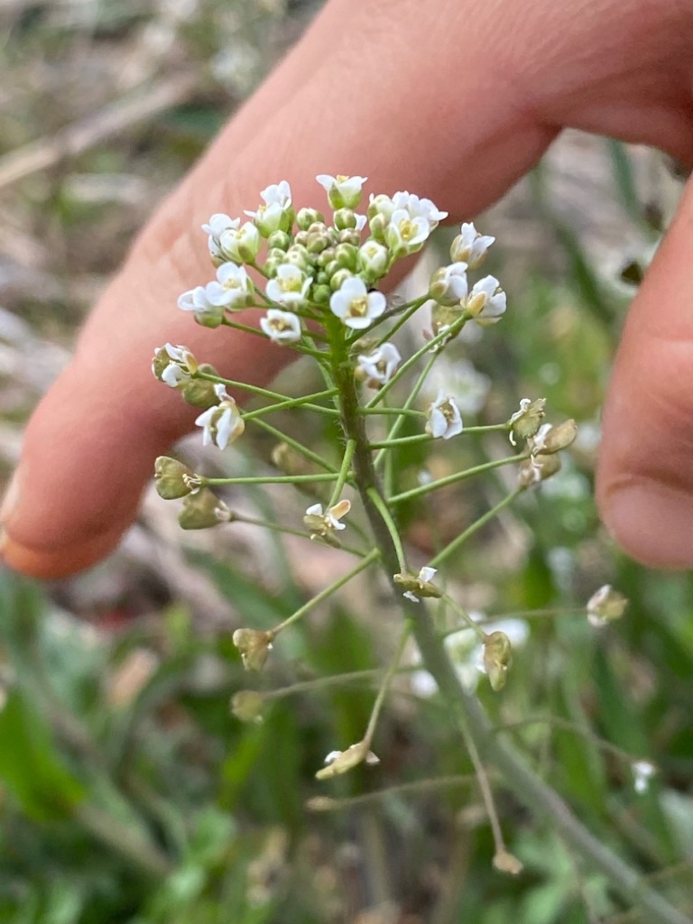 f:id:dragontone:20220314075026j:image f:id:dragontone:20220314075026j:image