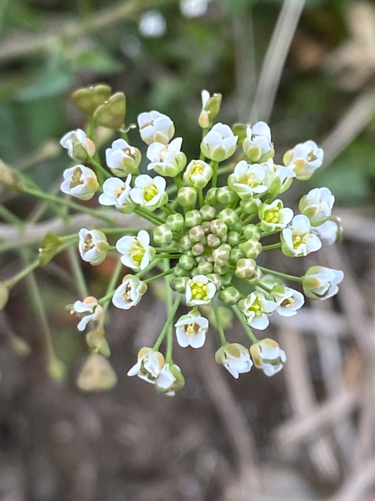 f:id:dragontone:20220314075038j:image f:id:dragontone:20220314075038j:image