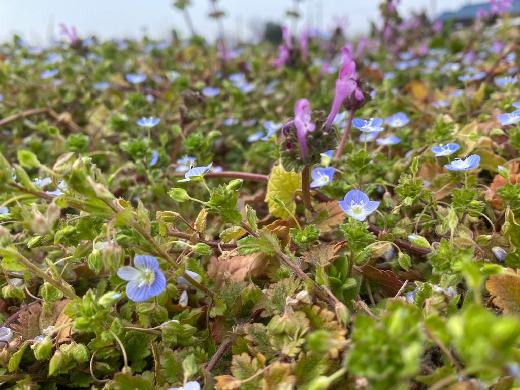 f:id:dragontone:20220314075129j:image f:id:dragontone:20220314075129j:image