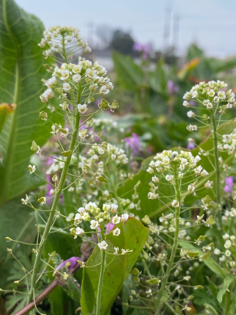 f:id:dragontone:20220314075133j:image f:id:dragontone:20220314075133j:image