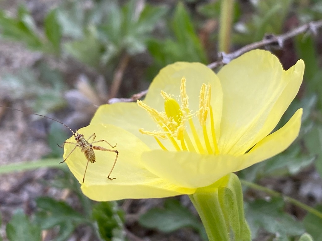 f:id:dragontone:20220427020856j:image f:id:dragontone:20220427020856j:image