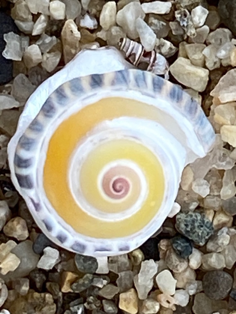 f:id:dragontone:20220427020859j:image f:id:dragontone:20220427020859j:image