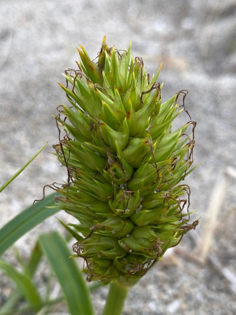 f:id:dragontone:20220427020901j:image f:id:dragontone:20220427020901j:image