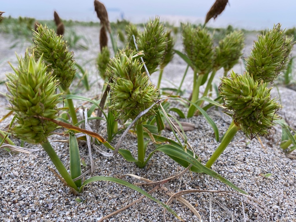 f:id:dragontone:20220427020904j:image f:id:dragontone:20220427020904j:image