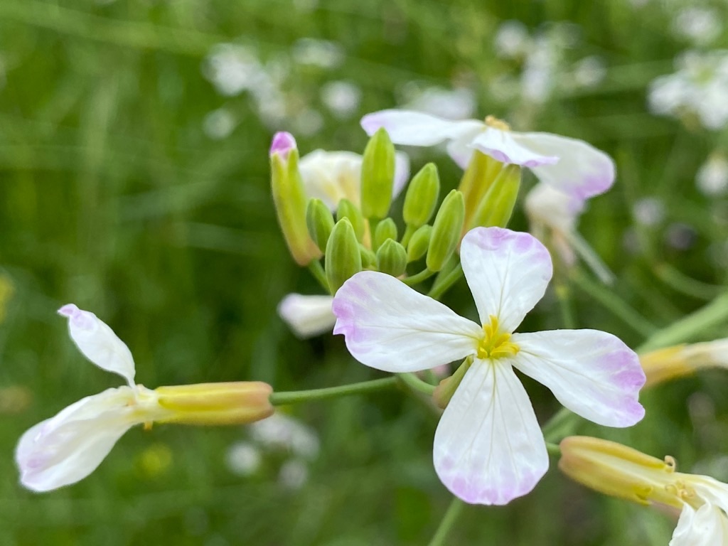 f:id:dragontone:20220427020907j:image f:id:dragontone:20220427020907j:image