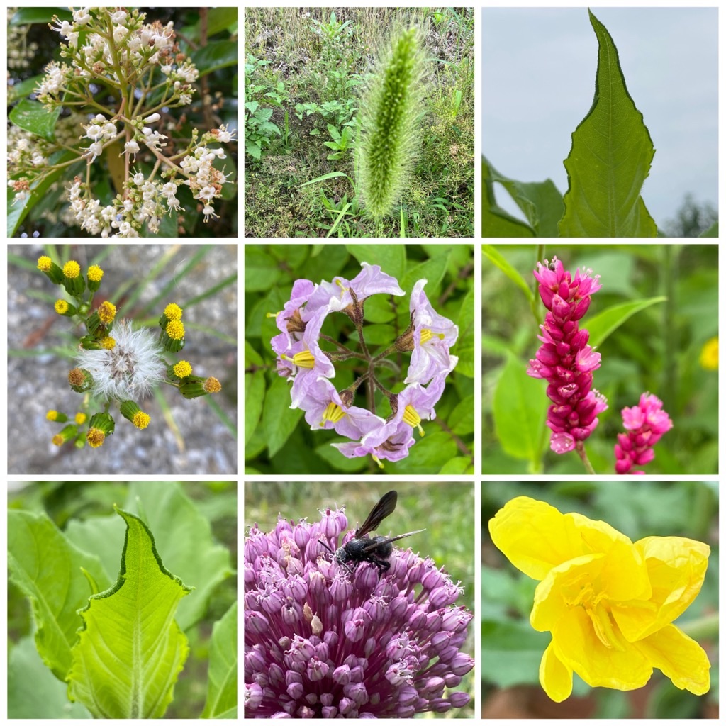 f:id:dragontone:20220618142606j:image