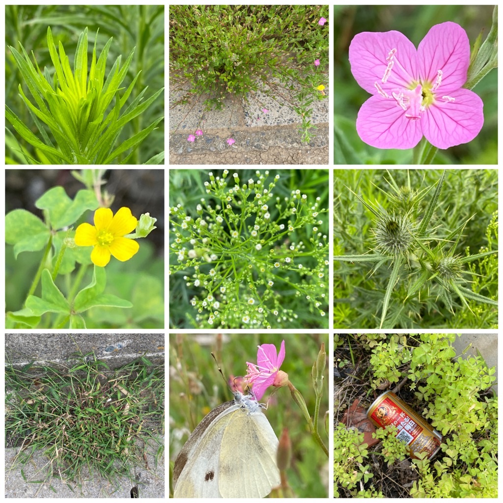 f:id:dragontone:20220618142614j:image