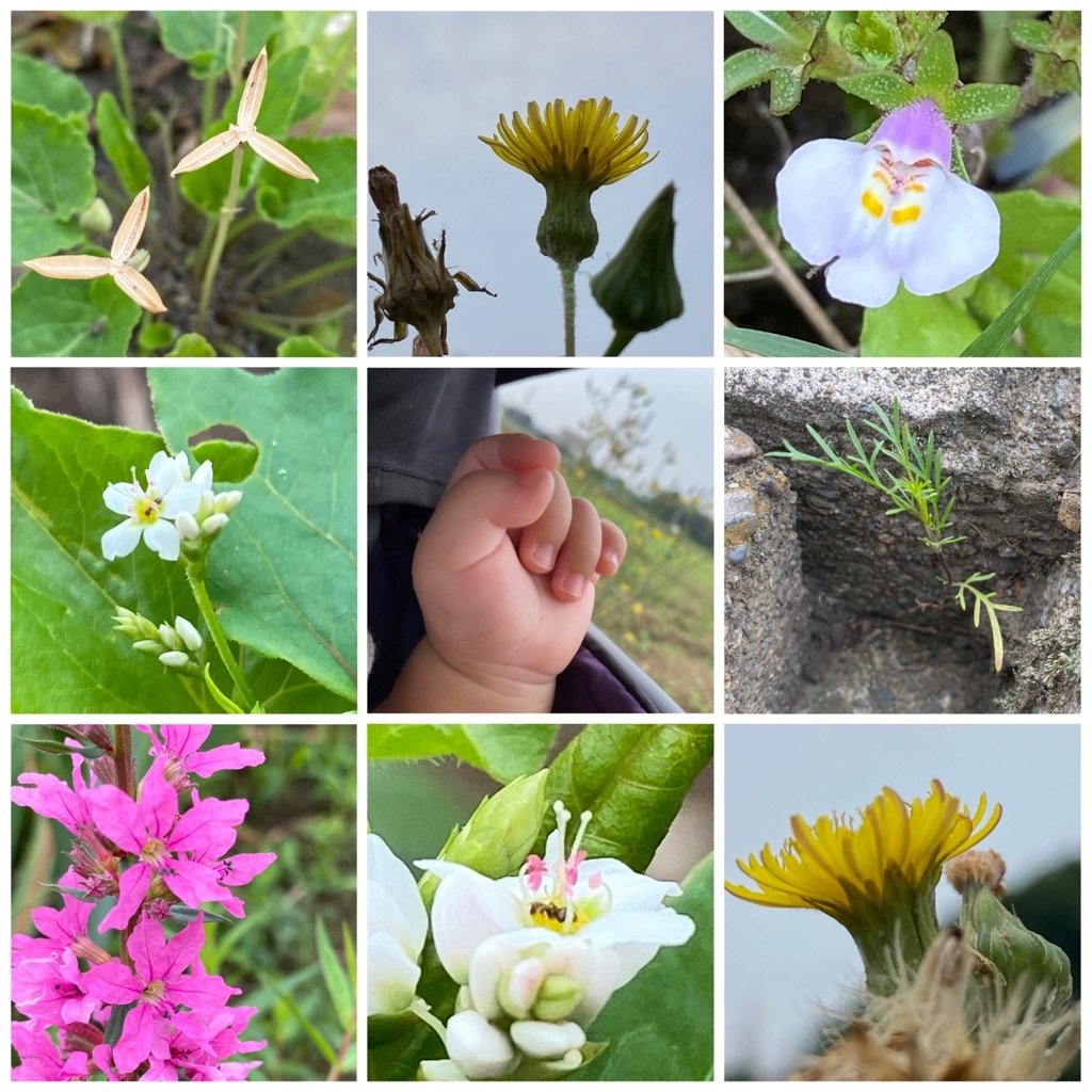 f:id:dragontone:20220618142630j:image