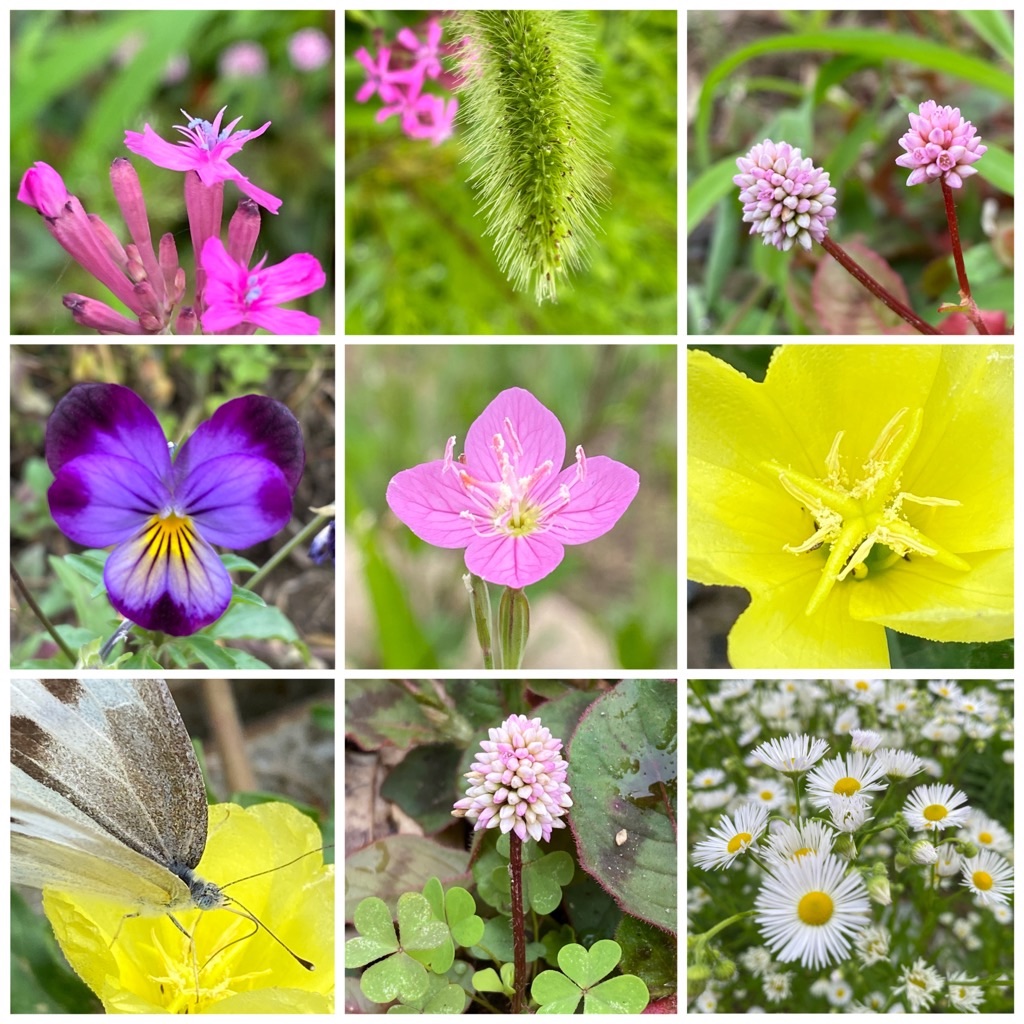 f:id:dragontone:20220618142637j:image