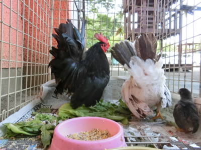 f:id:draper:20150802131725j:image