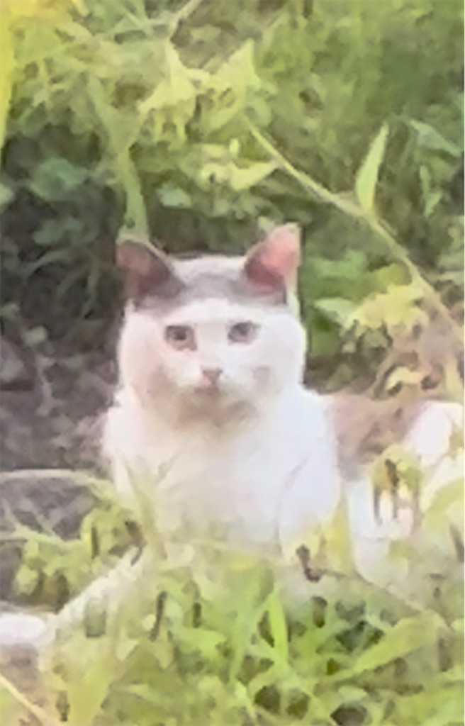 f:id:draw642:20230131194523j:image