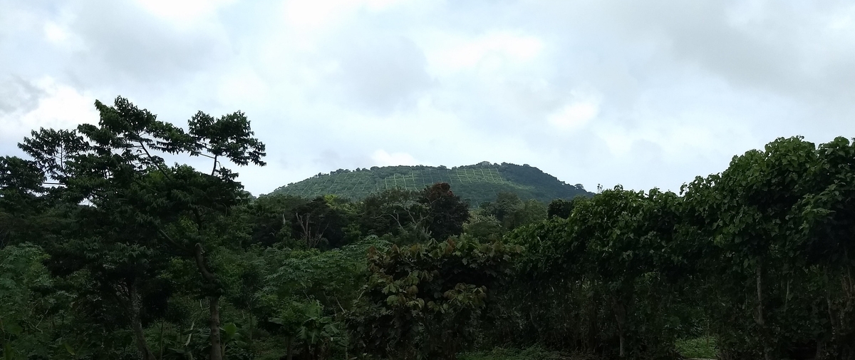 f:id:drcoffee:20191021080059j:plain f:id:drcoffee:20191021080059j:plain