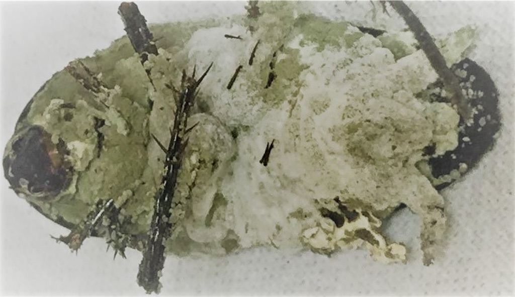 f:id:drcokroach:20190630160840j:image f:id:drcokroach:20190630160840j:image