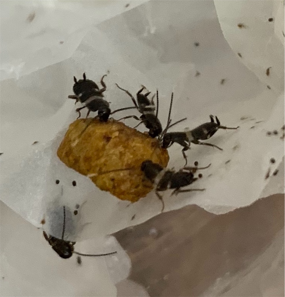 f:id:drcokroach:20190714185000j:image f:id:drcokroach:20190714185000j:image
