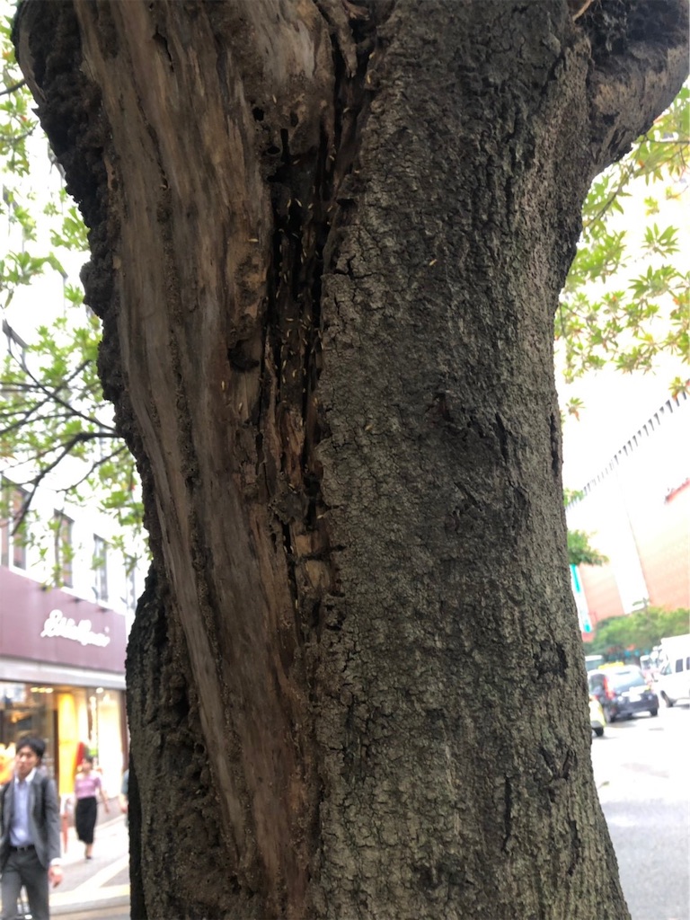 f:id:drcokroach:20190722165442j:image f:id:drcokroach:20190722165442j:image
