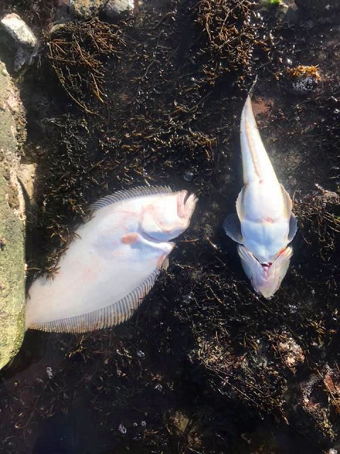 f:id:dreadnote666:20190525140446j:plain