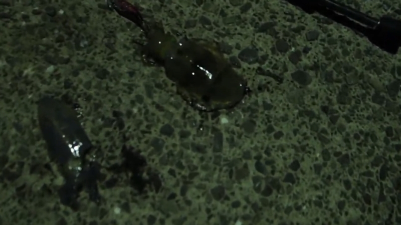 f:id:dreadnote666:20191009175046j:plain f:id:dreadnote666:20191009175046j:plain