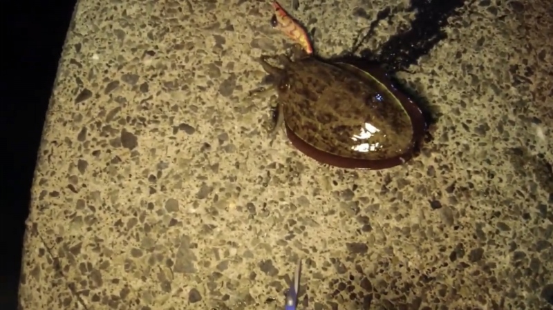 f:id:dreadnote666:20191021171747j:plain