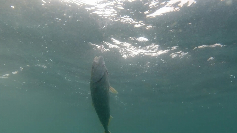 f:id:dreadnote666:20191113175845j:plain