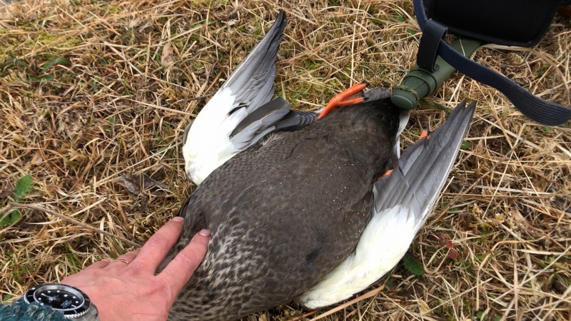 f:id:dreadnote666:20200201175055j:plain