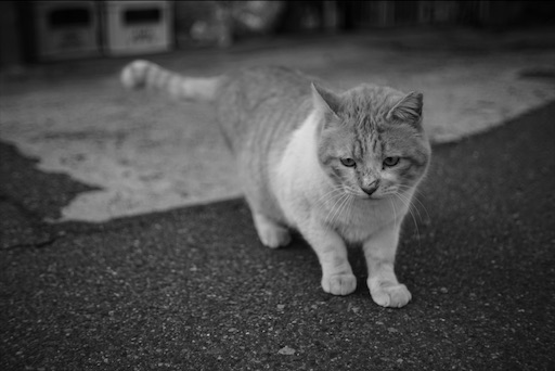 f:id:dreadnote666:20200220110810j:image f:id:dreadnote666:20200220110810j:image