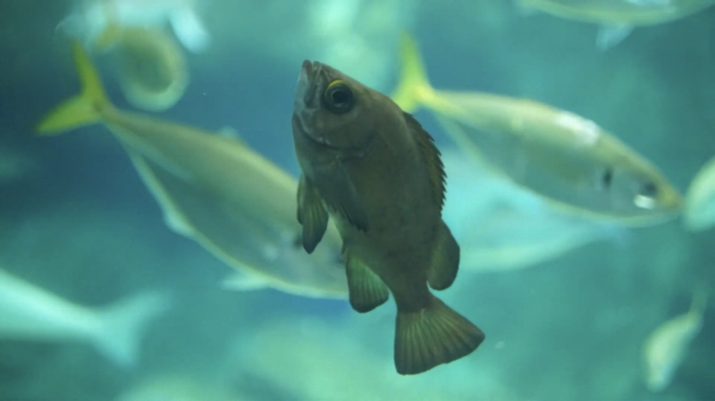 f:id:dreadnote666:20200302174801j:plain