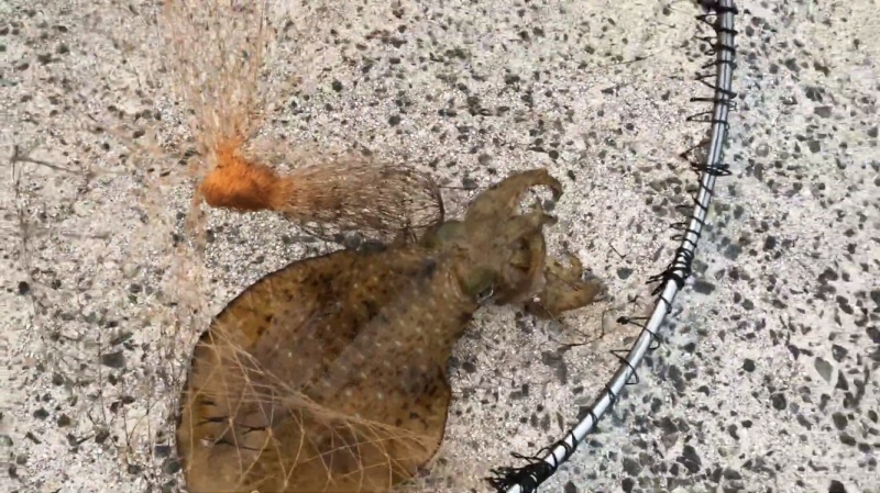 f:id:dreadnote666:20200418141621j:plain