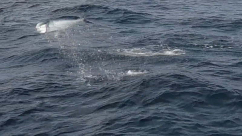 f:id:dreadnote666:20200418141631j:plain