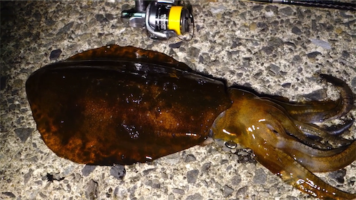 f:id:dreadnote666:20200708111020p:image